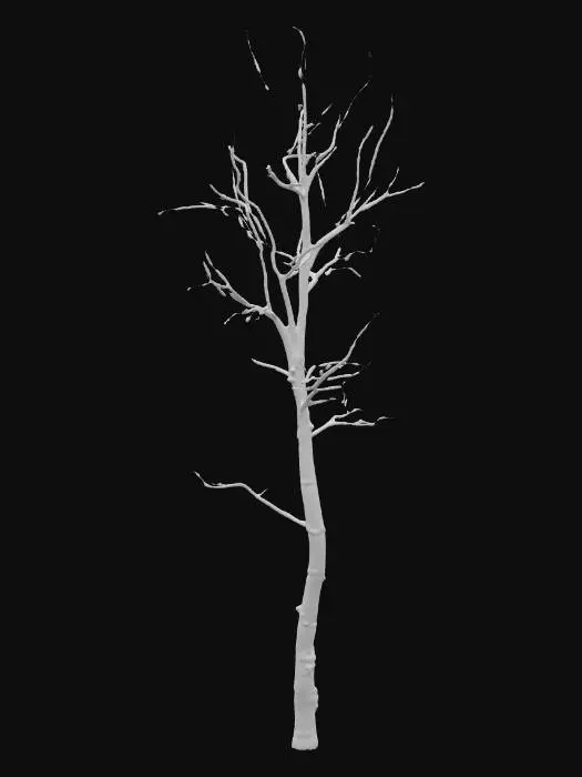3D model for A realistic 3D model of a slender birch tree in winter. The tree should have a tall, narrow trunk with distinctive white bark marked by black horizontal lines and natural peeling textures. Its branches are thin, delicate, and spread sparsely outward, giving the tree a light and airy silhouette. The tree is completely bare of leaves, showing only the fine network of twigs. The overall form should look slightly irregular and natural, not perfectly symmetrical. The bark should use PBR materials for realistic shading, with subtle roughness variations. The model should be optimized for Unreal Engine 5 with clean geometry and good performance, and should include only the tree itself (no background or ground).