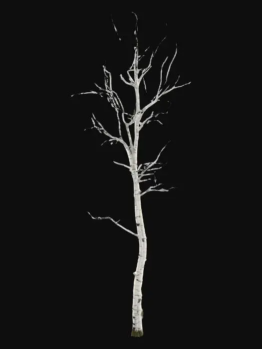 3D model for A realistic 3D model of a slender birch tree in winter. The tree should have a tall, narrow trunk with distinctive white bark marked by black horizontal lines and natural peeling textures. Its branches are thin, delicate, and spread sparsely outward, giving the tree a light and airy silhouette. The tree is completely bare of leaves, showing only the fine network of twigs. The overall form should look slightly irregular and natural, not perfectly symmetrical. The bark should use PBR materials for realistic shading, with subtle roughness variations. The model should be optimized for Unreal Engine 5 with clean geometry and good performance, and should include only the tree itself (no background or ground).