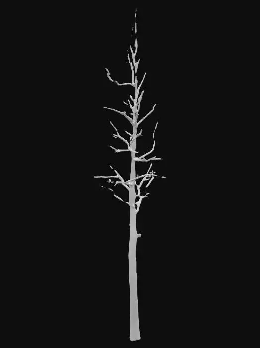 3D model for A realistic 3D model of a slender birch tree in winter. The tree should have a tall, narrow trunk with distinctive white bark marked by black horizontal lines and natural peeling textures. Its branches are thin, delicate, and spread sparsely outward, giving the tree a light and airy silhouette. The tree is completely bare of leaves, showing only the fine network of twigs. The overall form should look slightly irregular and natural, not perfectly symmetrical. The bark should use PBR materials for realistic shading, with subtle roughness variations. The model should be optimized for Unreal Engine 5 with clean geometry and good performance, and should include only the tree itself (no background or ground).