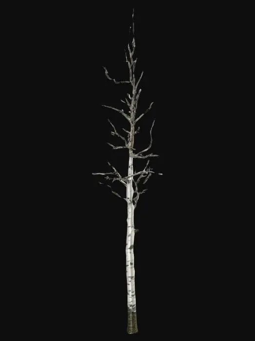 3D model for A realistic 3D model of a slender birch tree in winter. The tree should have a tall, narrow trunk with distinctive white bark marked by black horizontal lines and natural peeling textures. Its branches are thin, delicate, and spread sparsely outward, giving the tree a light and airy silhouette. The tree is completely bare of leaves, showing only the fine network of twigs. The overall form should look slightly irregular and natural, not perfectly symmetrical. The bark should use PBR materials for realistic shading, with subtle roughness variations. The model should be optimized for Unreal Engine 5 with clean geometry and good performance, and should include only the tree itself (no background or ground).