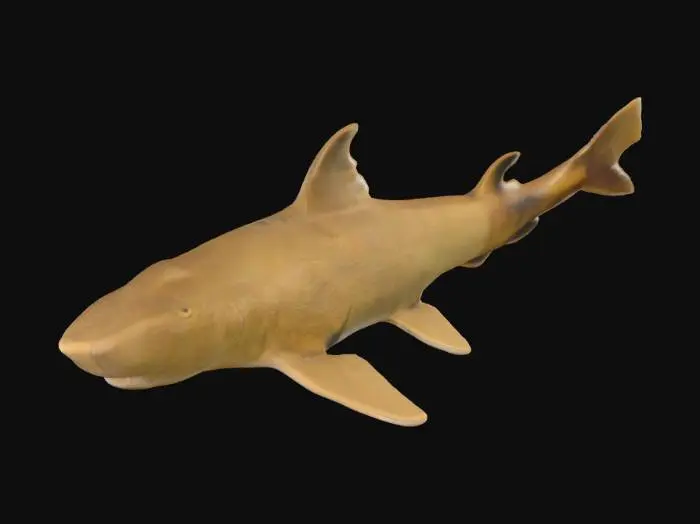 3D model for Ancient Shark Fossil Display