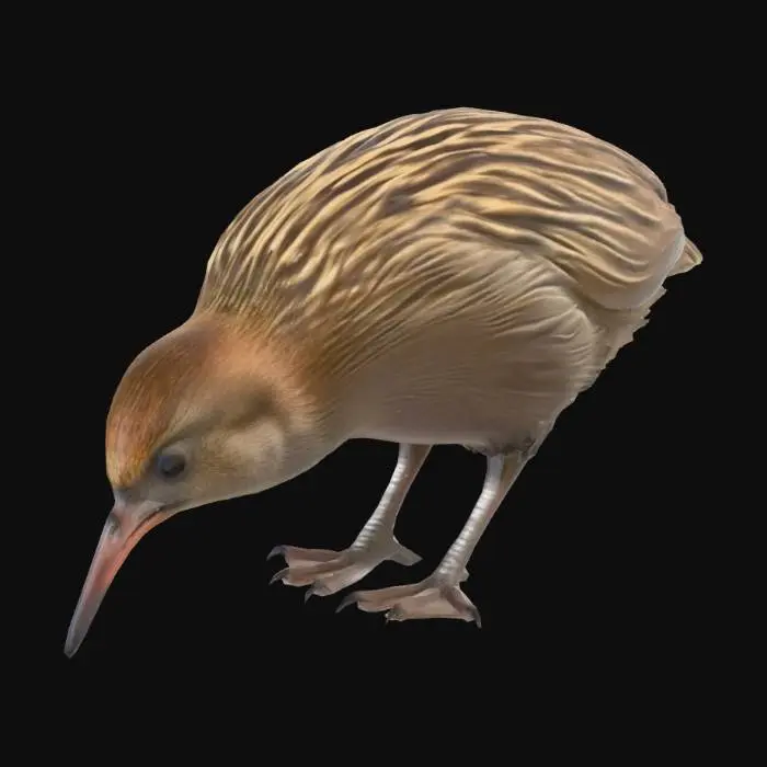 3D model for Brown Kiwi