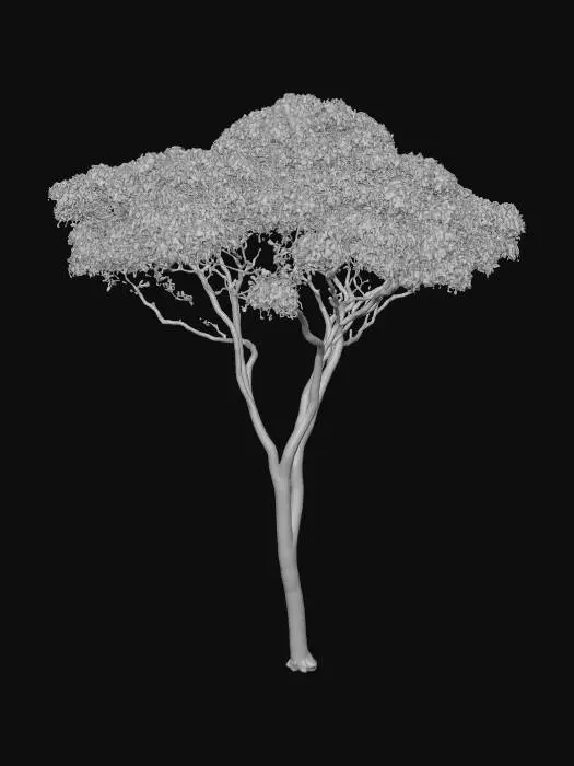 3D model for Dipteryx Oleifera