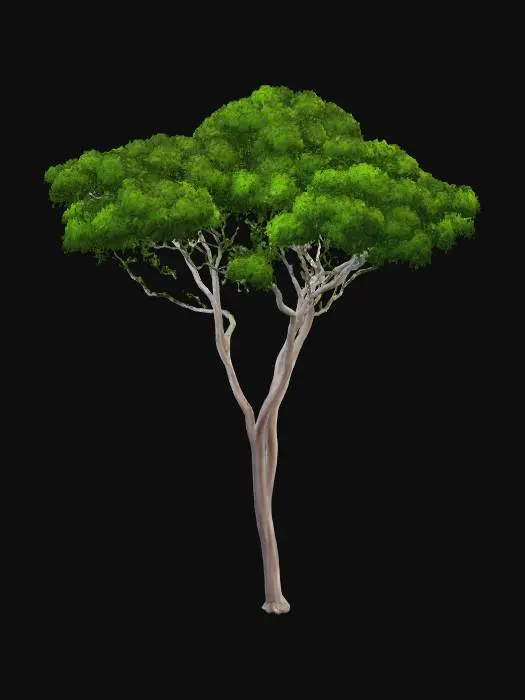 3D model for Dipteryx Oleifera