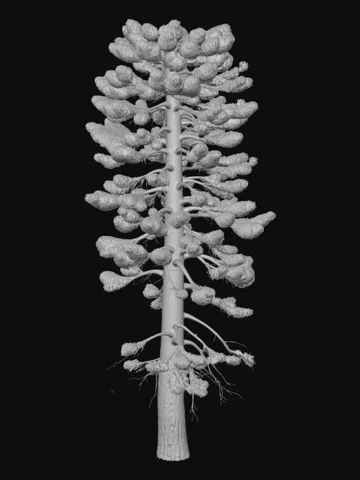 3D model for Tall dark conifer pine tree, photorealistic PBR 3D model, isolated
single tree on white background, no ground, slender vertical trunk
with rough cracked bark, dense layered branches with dark green
slightly yellowed pine needles, some dead lower branches, weathered
appearance, slightly leaning, post-apocalyptic gloomy forest
atmosphere, gritty detailed textures, single game asset.