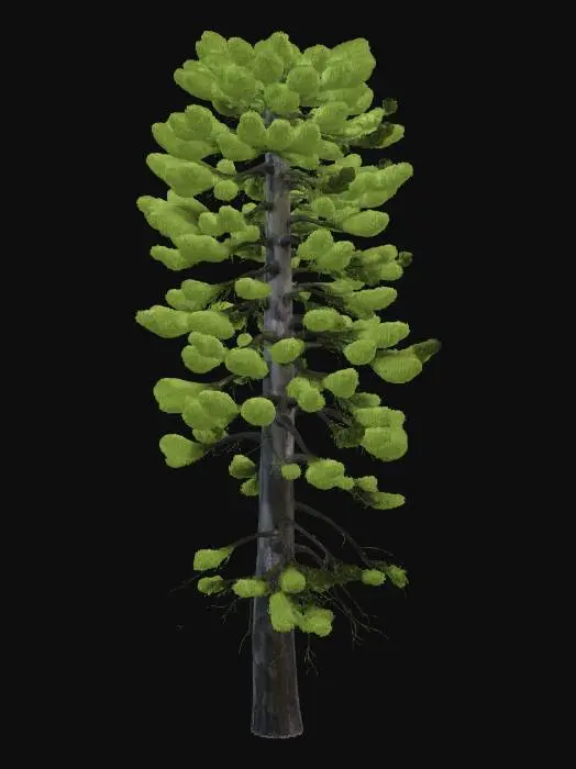 3D model for Tall dark conifer pine tree, photorealistic PBR 3D model, isolated
single tree on white background, no ground, slender vertical trunk
with rough cracked bark, dense layered branches with dark green
slightly yellowed pine needles, some dead lower branches, weathered
appearance, slightly leaning, post-apocalyptic gloomy forest
atmosphere, gritty detailed textures, single game asset.