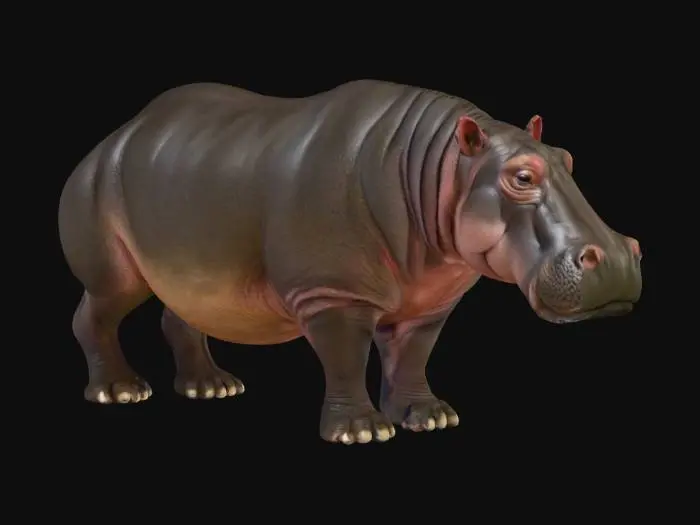 3D model for realistic hippopotamus 