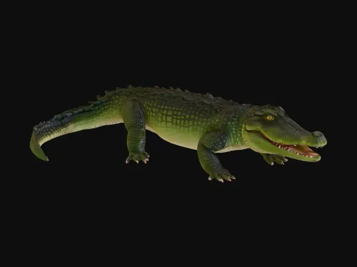 3D model for realistic alligator