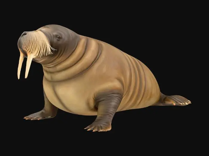 3D model for realistic walrus