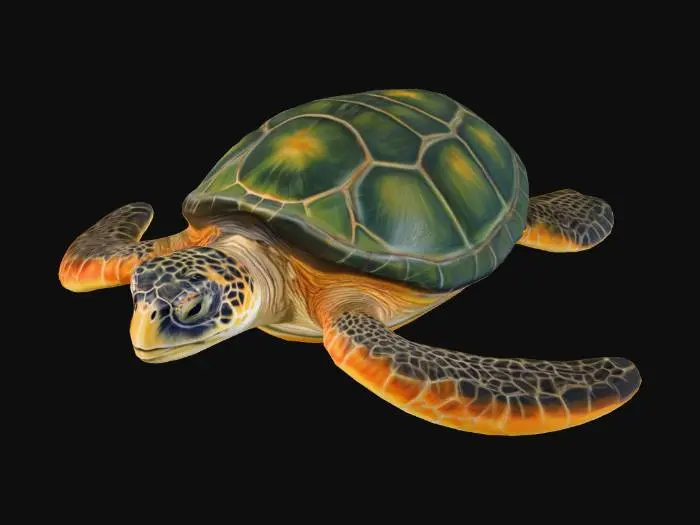 3D model for realistic sea turtle