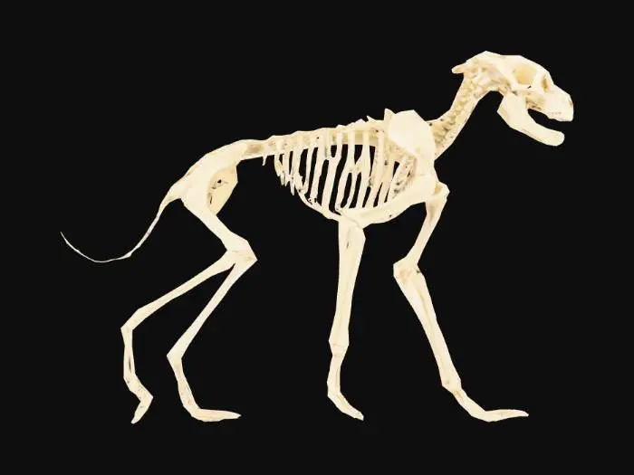 3D model for super high definition full dog skeleton hyper realistic anatomy

