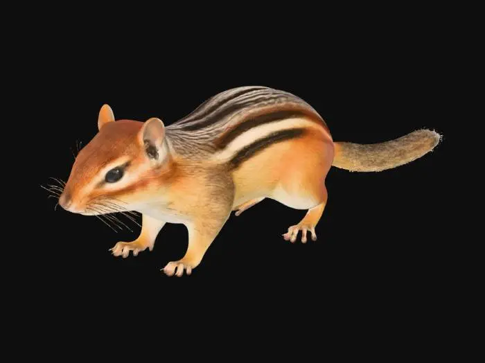 3D model for Chipmunk Portrait