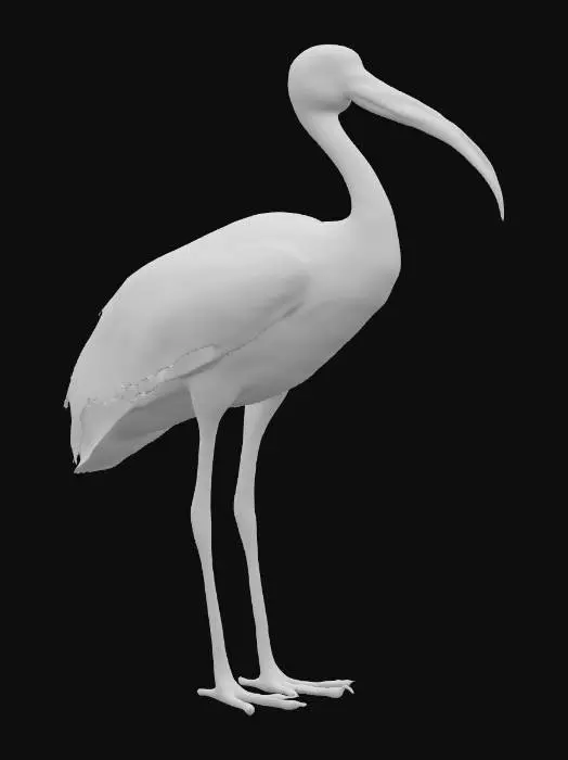 3D model for realistic ibis