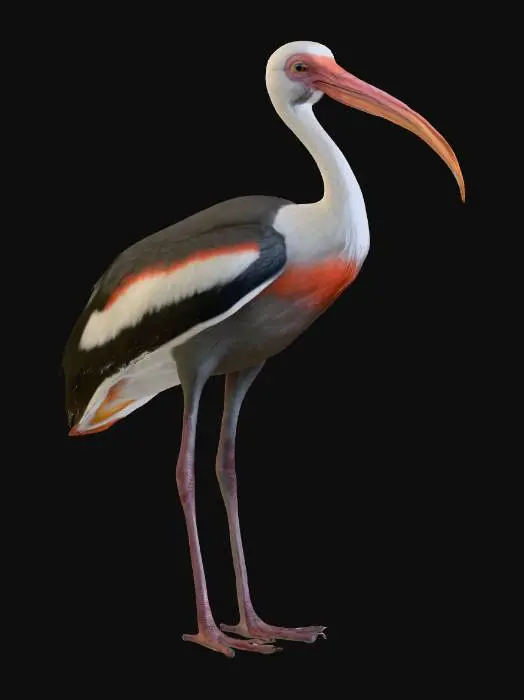 3D model for realistic ibis