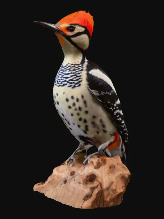 3D model for realistic woodpecker
