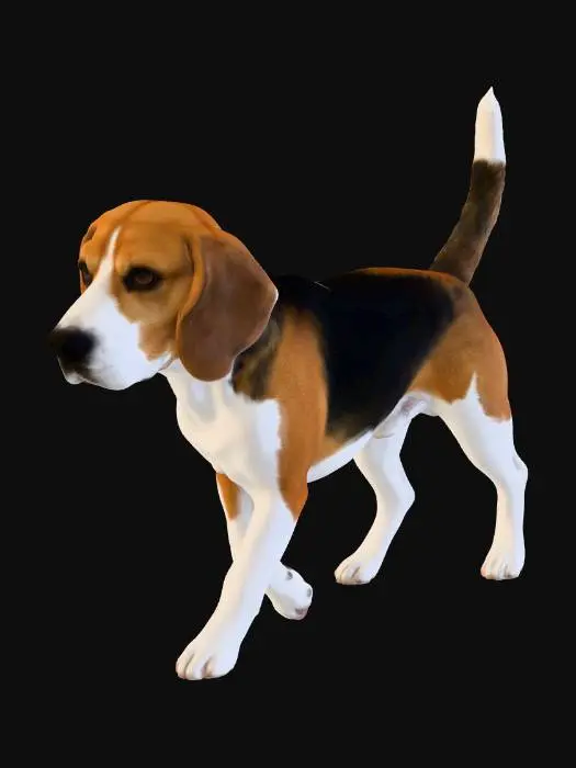 3D model for Beagle Stroll