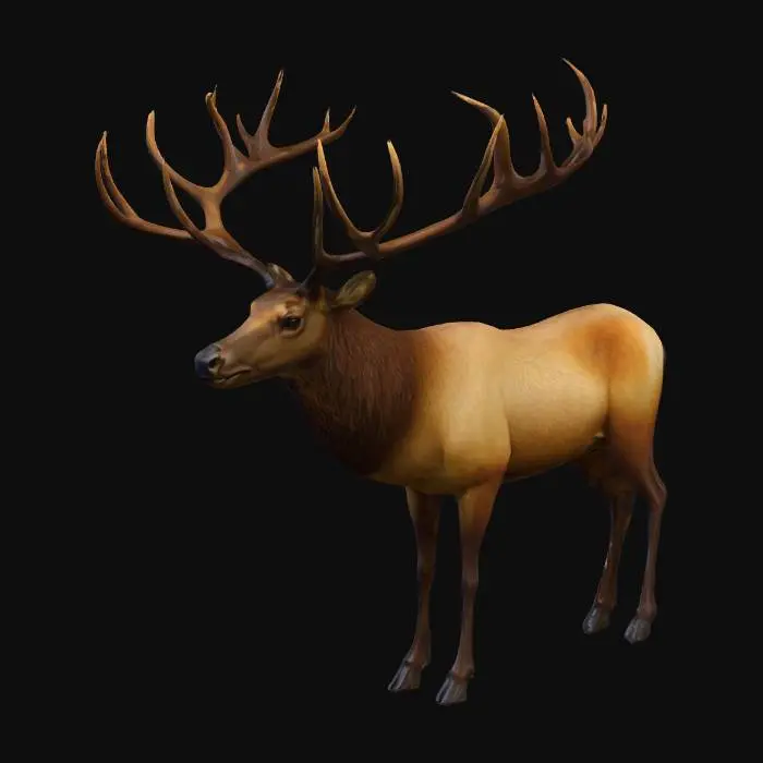 3D model for realistic elk