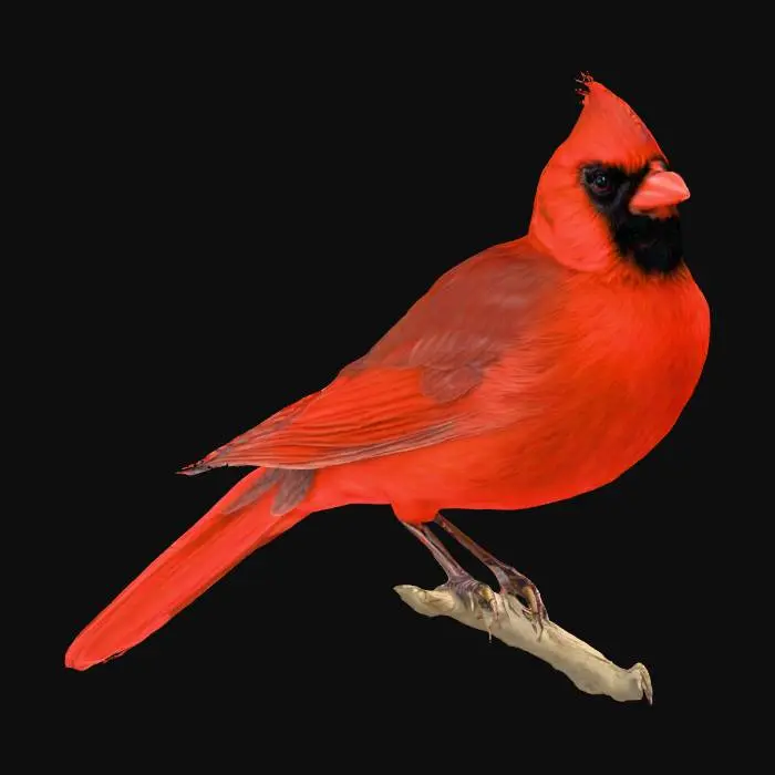 3D model for realistic cardinal