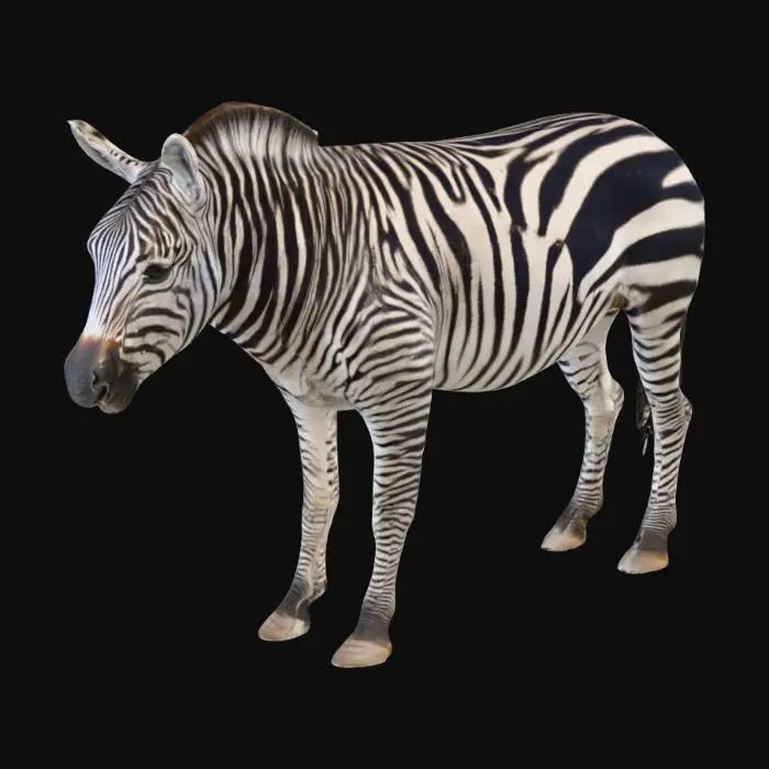 3D model for Zebra