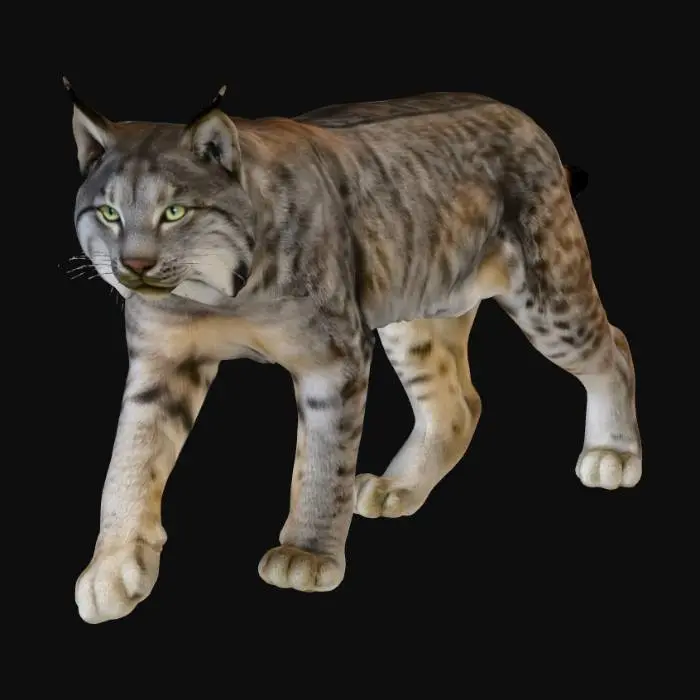 3D model for Lynx Stroll
