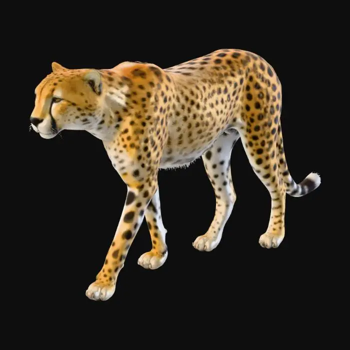 3D model for Cheetah Elegance