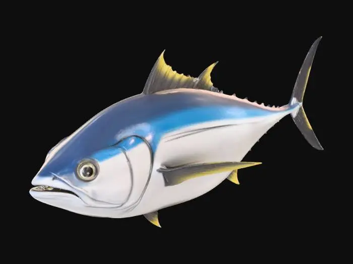 3D model for a reaslitic tuna fish