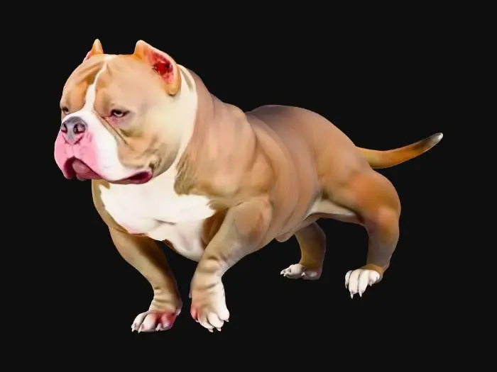 3D model for Bulldog Stance