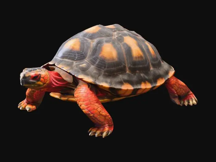 3D model for A redfoot tortoise