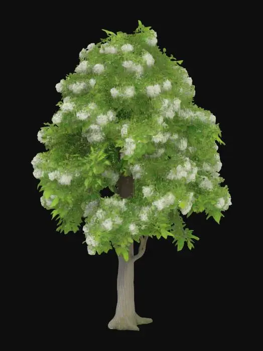 3D model for A realistic 3D model of a Flowering Ash, game-ready, clean topology, medium polycount, detailed bark and leaves, centered, no background.