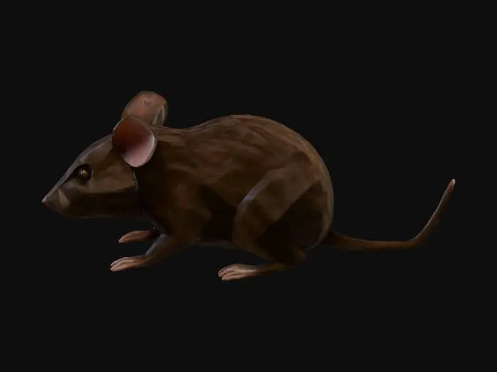3D model for 3D model of a field mouse, mid-poly game asset, early 2000s survival horror style, PS2 aesthetic, distinct angular geometry. Texture: High-frequency grain, heavy visual noise, baked ambient occlusion shadows, gritty dirty fur, high contrast, photorealistic textures compressed, raw unfiltered texture look.