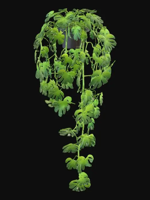 3D model for Cascading Monstera Marvel