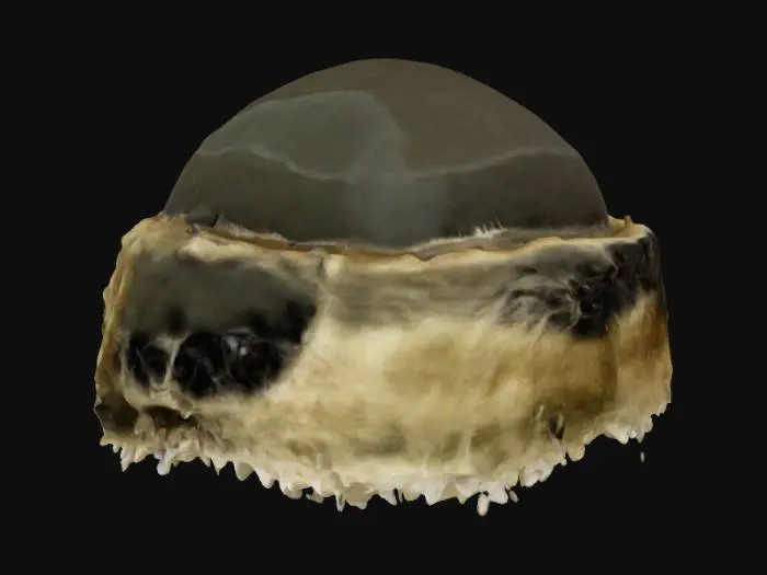 3D model for Faux Fur Winter Hat