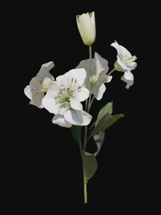 3D model for White Lilies