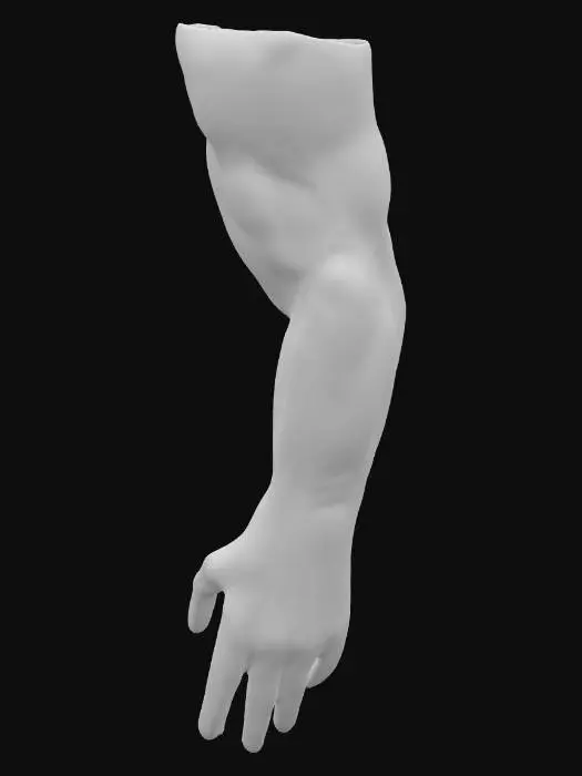 3D model for Anatomical Study Arm