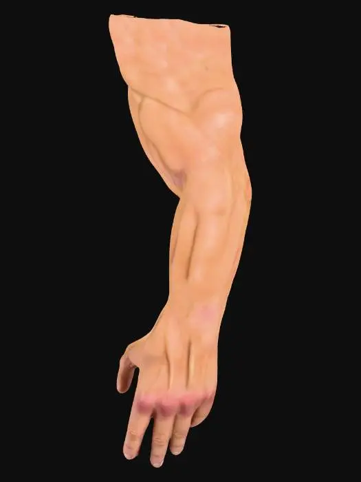 3D model for Anatomical Study Arm
