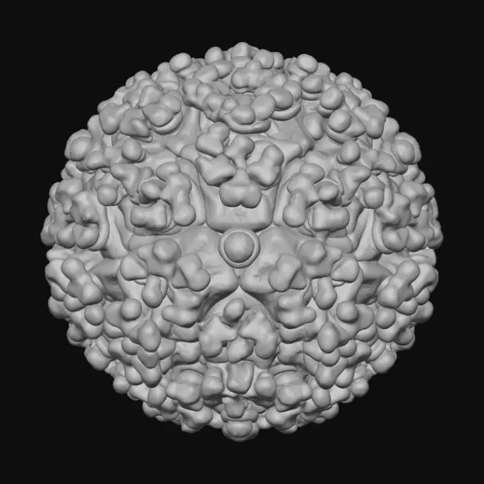 3D model for Chikungunya