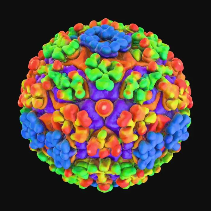 3D model for Chikungunya