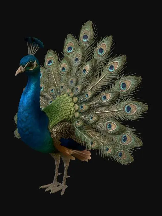 3D model for Royal Peacock