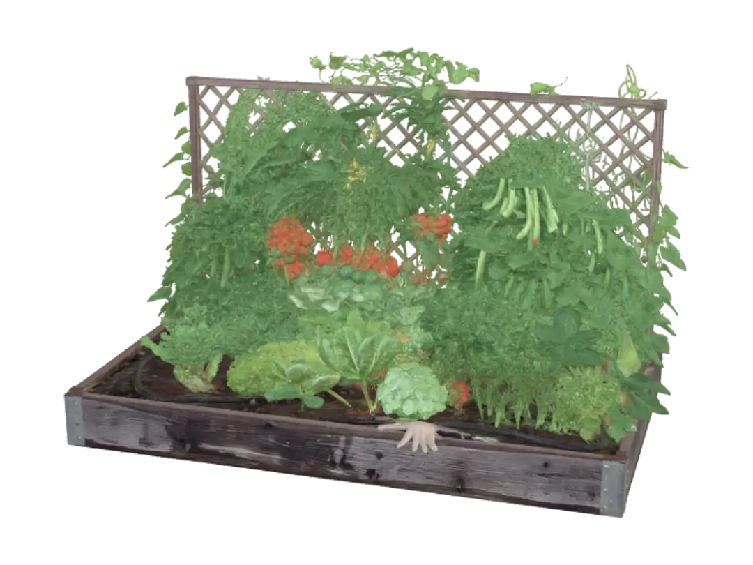 vegetable
