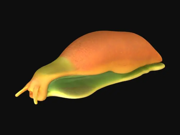 3D model for Slug