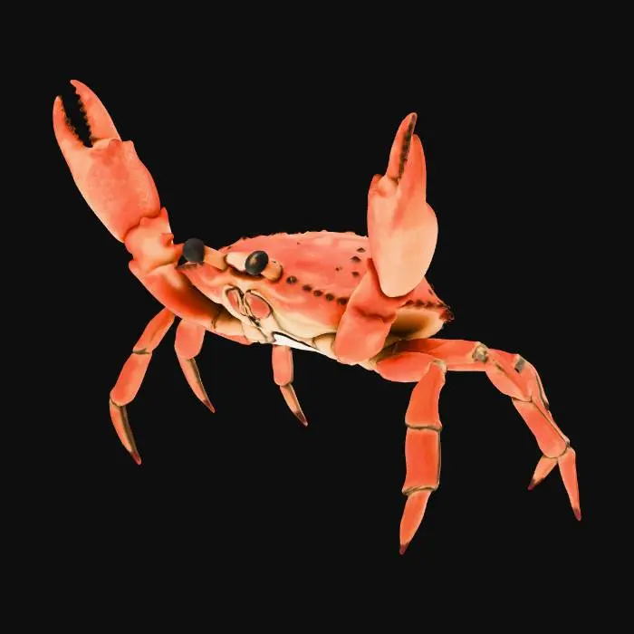 3D model for Crab Pose