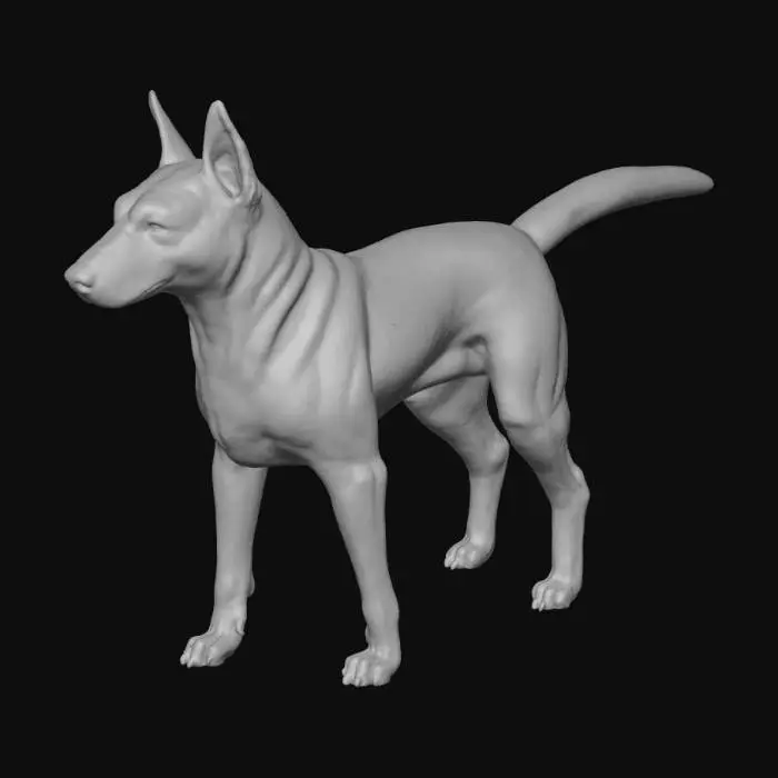 3D model for Scientific canine anatomy reference 3D model: adult female German Shepherd standing firmly on all four legs, natural alert pose, precise three-quarter rear view with tail held naturally high (45° angle) to fully expose perineal region and inguinal area. Accurate non-estrus female canine external urogenital anatomy with correct vulvar commissure, perineal body, anal glands and full ventral mammary chain (10 symmetrical teats). Anatomically perfect head: strong square muzzle, correct scissor bite, black lips, wet nose; strong straight forelegs and hindlegs with proper pasterns, compact cat-like paws, visible dewclaws and black pads. Classic black-and-tan coat, dense realistic fur. Game-ready clean quad topology 4M+ polys, photoreal 8K PBR, studio gray background, even soft lighting.