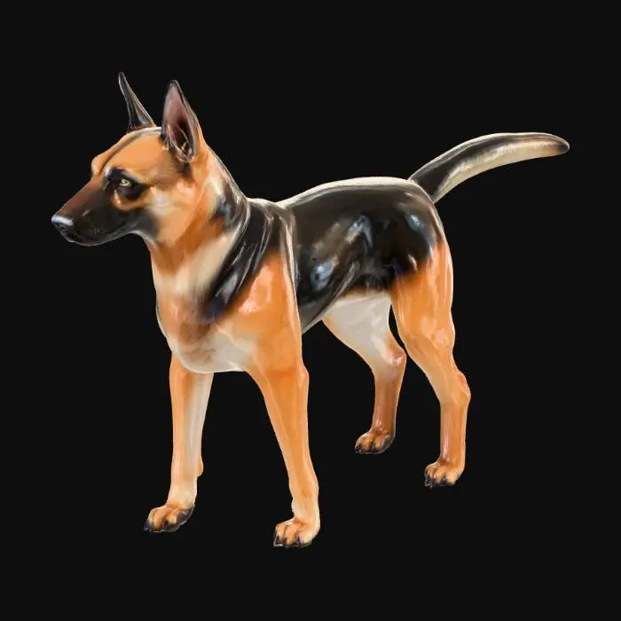 3D model for Scientific canine anatomy reference 3D model: adult female German Shepherd standing firmly on all four legs, natural alert pose, precise three-quarter rear view with tail held naturally high (45° angle) to fully expose perineal region and inguinal area. Accurate non-estrus female canine external urogenital anatomy with correct vulvar commissure, perineal body, anal glands and full ventral mammary chain (10 symmetrical teats). Anatomically perfect head: strong square muzzle, correct scissor bite, black lips, wet nose; strong straight forelegs and hindlegs with proper pasterns, compact cat-like paws, visible dewclaws and black pads. Classic black-and-tan coat, dense realistic fur. Game-ready clean quad topology 4M+ polys, photoreal 8K PBR, studio gray background, even soft lighting.