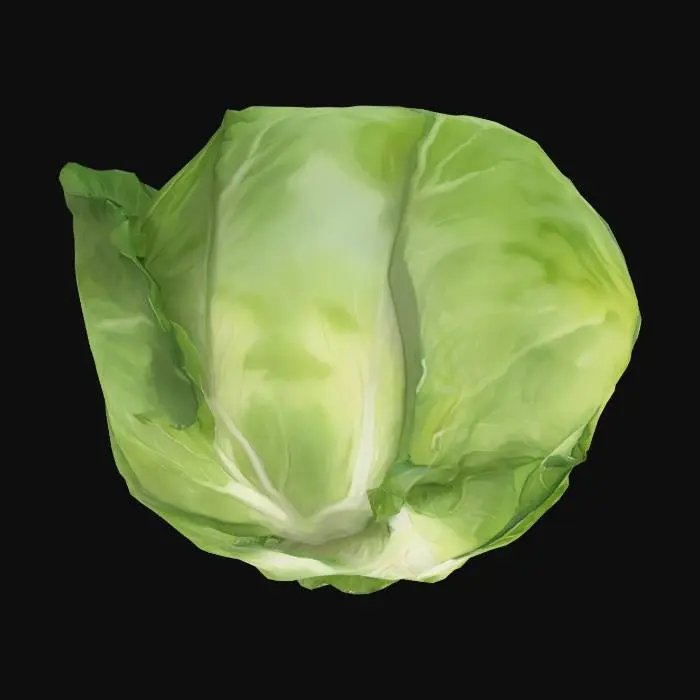 3D model for Cabbage Delight