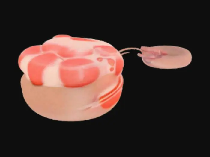 3D model for Paw Print Keychain