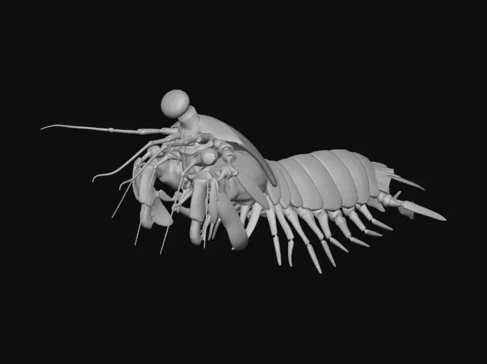 3D model for Mantis Shrimp Boxer
