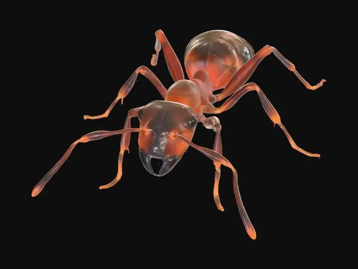 3D model for Red Ant
