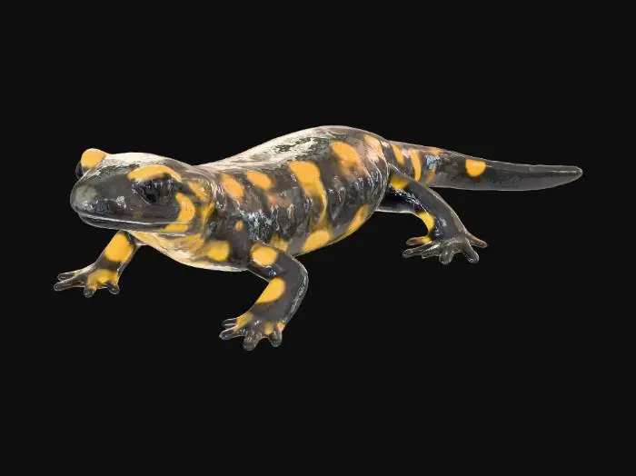 3D model for Salamander