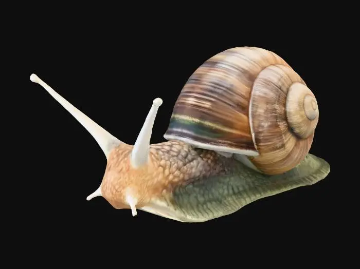 3D model for Snail