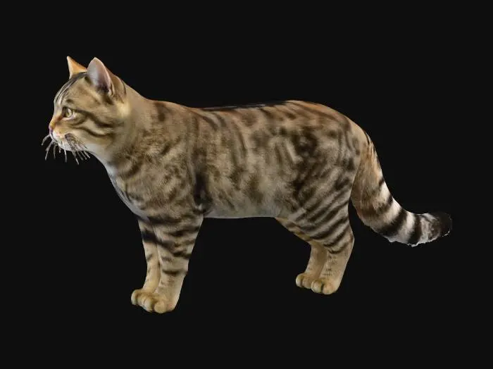 3D model for Wild Beauty